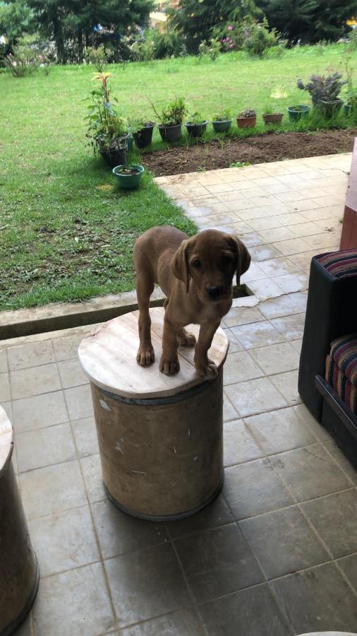 Chilly Croc Hostel Nuwara Eliya Dış mekan fotoğraf